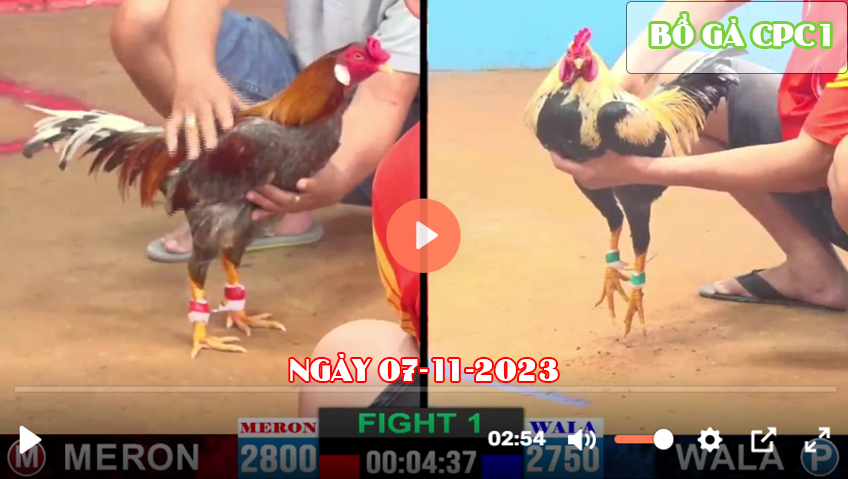 Video đá gà CPC1 ngày 07-11-2023