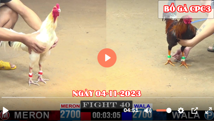 Video đá gà CPC3 ngày 04-11-2023