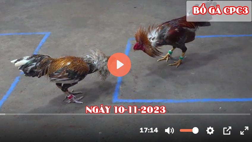 Video đá gà CPC3 ngày 10-11-2023