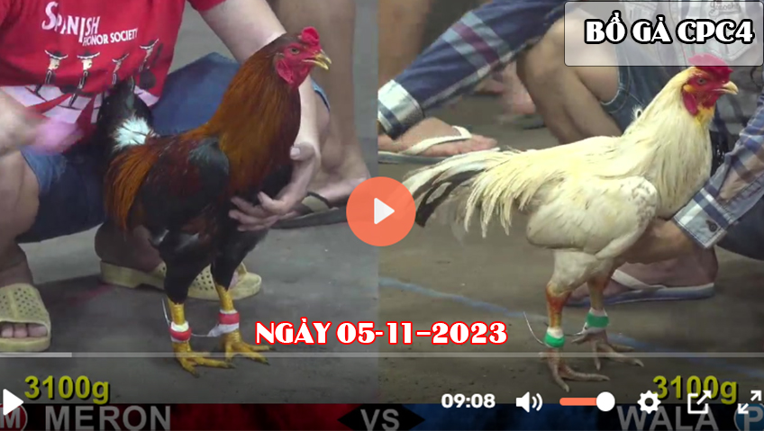 Video đá gà CPC4 ngày 05-11-2023