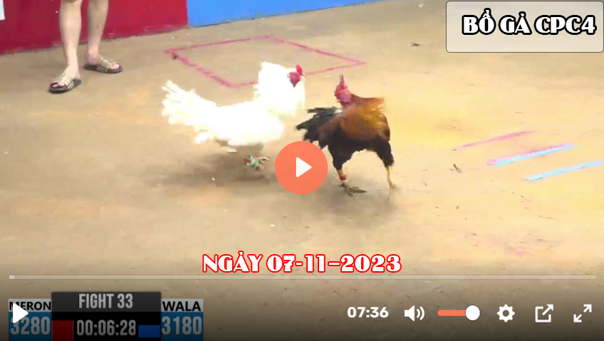 Video đá gà CPC4 ngày 07-11-2023