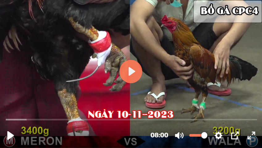 Video đá gà CPC4 ngày 10-11-2023