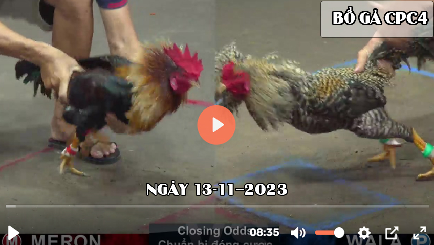 Video đá gà CPC4 ngày 13-11-2023