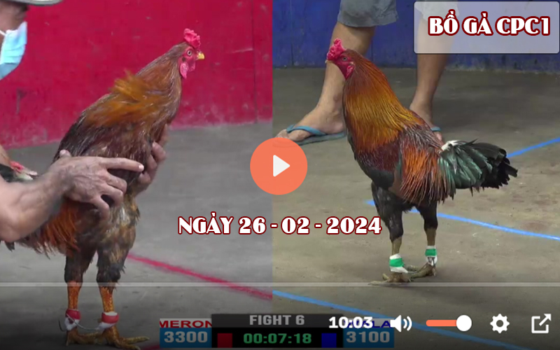 Xem đá gà CPC1 ngày 26-02-2024