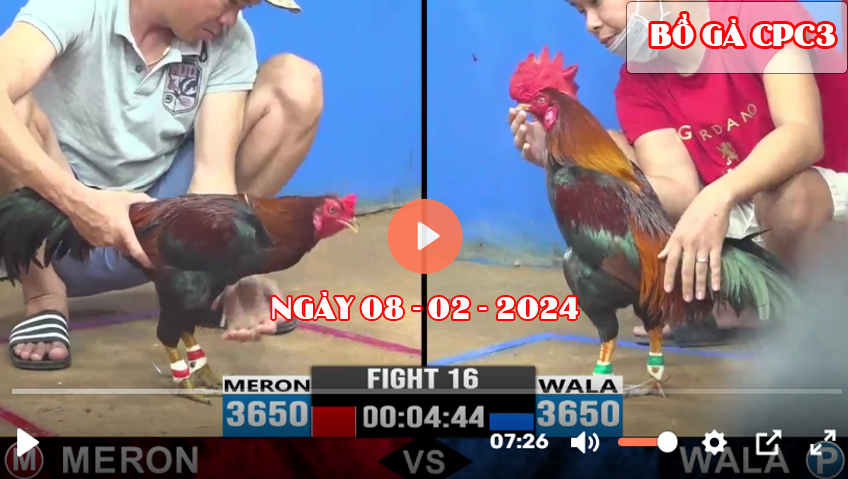 Xem đá gà CPC3 ngày 08-02-2024