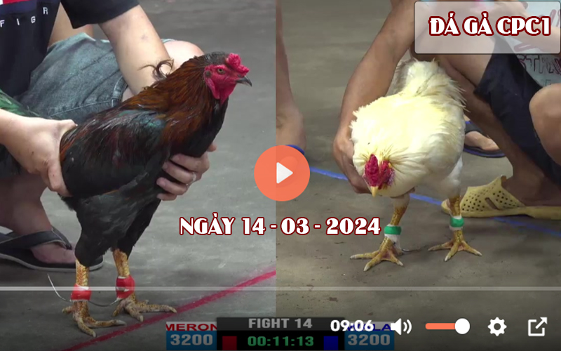 Xem đá gà CPC1 ngày 14-03-2024