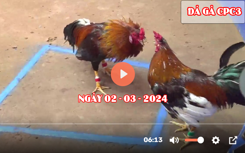 Xem đá gà CPC3 ngày 02-03-2024