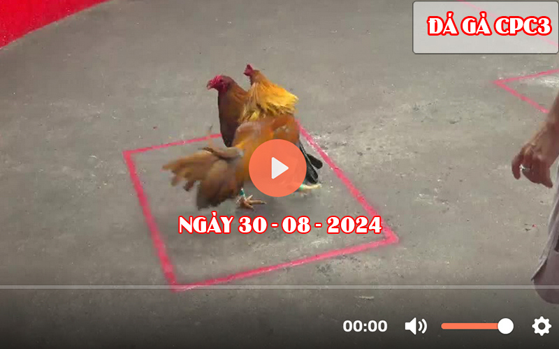 Video đá gà CPC3 Thomo ngày 30-08-2024