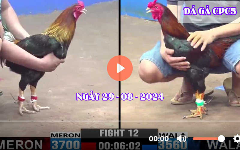 Video đá gà CPC5 Thomo ngày 29-08-2024