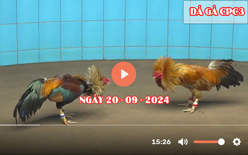 Video đá gà CPC3 Sv388 ngày 20-09-2024