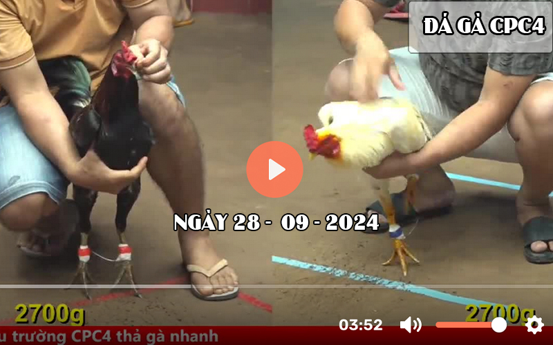 Video đá gà CPC4 Sv388 ngày 28-09-2024