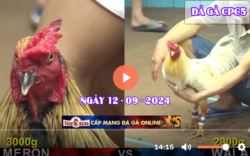 Video đá gà CPC5 Sv388 ngày 12-09-2024